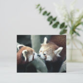 Red Panda #2 briefkaart (Staand voorkant)