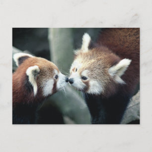 Red Panda #2 briefkaart