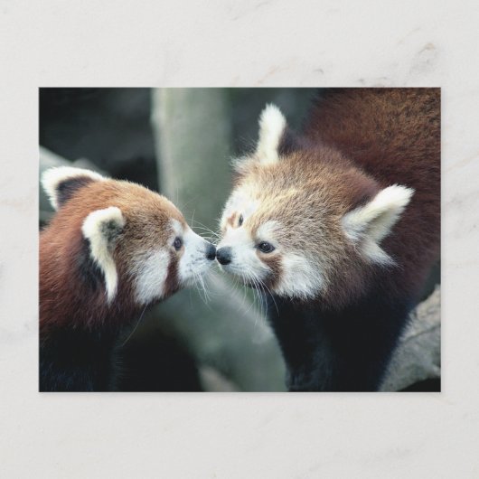 Red Panda #2 briefkaart (Voorkant)
