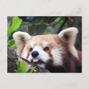 Red Panda Aankondigingskaart