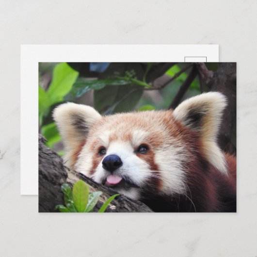 Red Panda Aankondigingskaart (Voorkant / Achterkant)