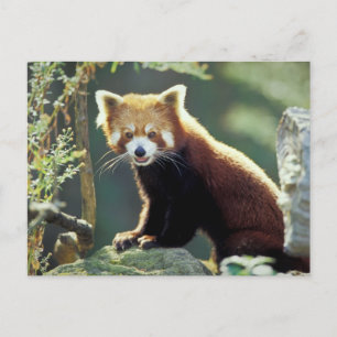 Red Panda Ailurus fulgens Briefkaart