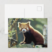 Red Panda Ailurus fulgens Briefkaart (Voorkant / Achterkant)