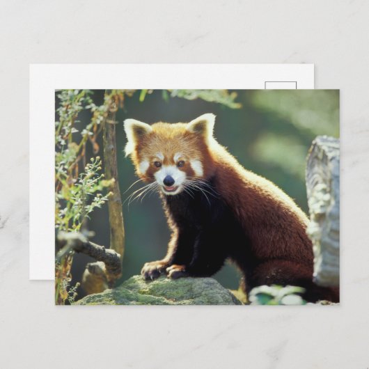 Red Panda Ailurus fulgens Briefkaart (Voorkant / Achterkant)