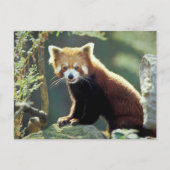 Red Panda Ailurus fulgens Briefkaart (Voorkant)