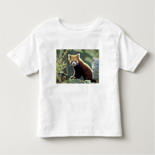 Red Panda Ailurus fulgens Kinder Shirts
