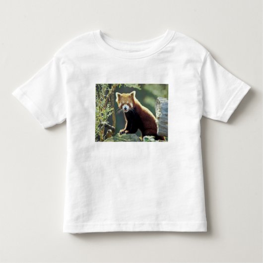 Red Panda Ailurus fulgens Kinder Shirts (Voorkant)