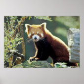 Red Panda Ailurus fulgens Poster (Voorkant)