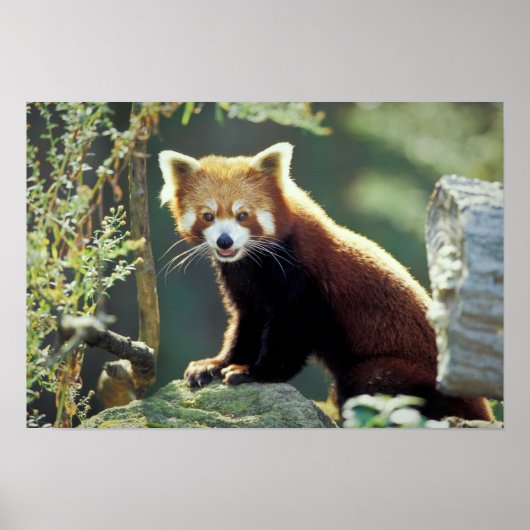 Red Panda Ailurus fulgens Poster (Voorkant)