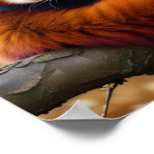 Red Panda Animal Natuur Wildlife Affection Caring Poster (Hoek)