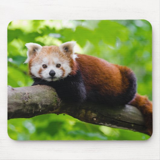 Red Panda Bear Muismat (Voorkant)