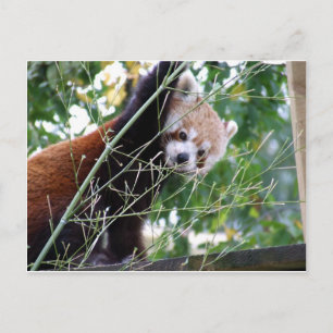 Red Panda Briefkaart