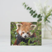 Red panda briefkaart (Staand voorkant)
