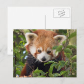 Red panda briefkaart (Voorkant / Achterkant)