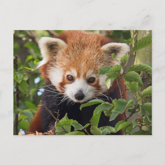 Red panda briefkaart (Voorkant)