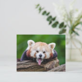 Red Panda Briefkaart (Staand voorkant)