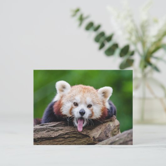 Red Panda Briefkaart (Staand voorkant)