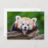 Red Panda Briefkaart (Voorkant / Achterkant)