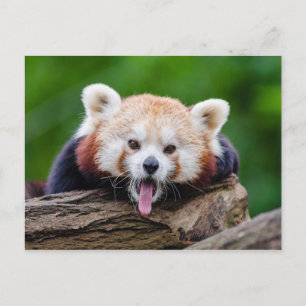 Red Panda Briefkaart