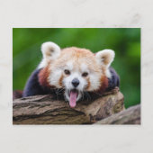 Red Panda Briefkaart (Voorkant)