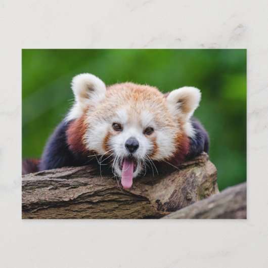 Red Panda Briefkaart (Voorkant)