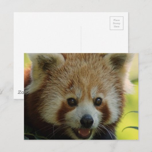 Red Panda Briefkaart (Voorkant / Achterkant)