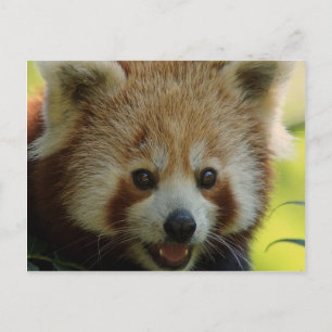 Red Panda Briefkaart