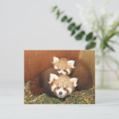 Red Panda Briefkaart (Staand voorkant)
