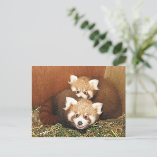 Red Panda Briefkaart (Staand voorkant)