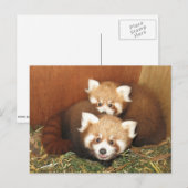 Red Panda Briefkaart (Voorkant / Achterkant)