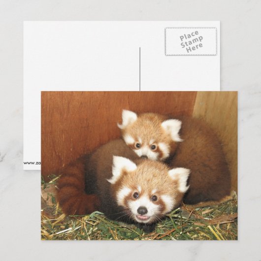 Red Panda Briefkaart (Voorkant / Achterkant)