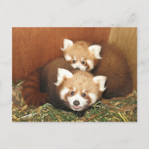 Red Panda Briefkaart