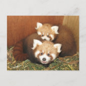 Red Panda Briefkaart (Voorkant)