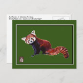 Red Panda Briefkaart (Voorkant / Achterkant)