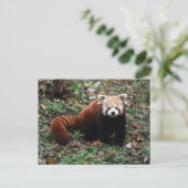 Red Panda Briefkaart (Staand voorkant)