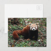 Red Panda Briefkaart (Voorkant / Achterkant)