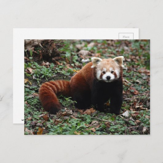 Red Panda Briefkaart (Voorkant / Achterkant)