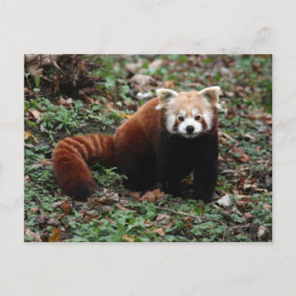 Red Panda Briefkaart