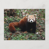 Red Panda Briefkaart (Voorkant)