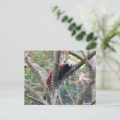 Red Panda Briefkaart (Staand voorkant)