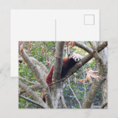 Red Panda Briefkaart (Voorkant / Achterkant)