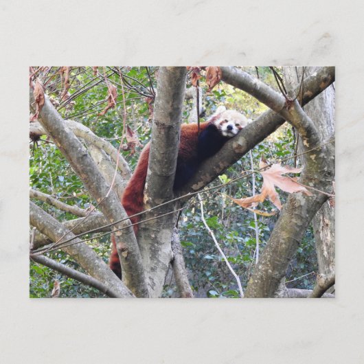 Red Panda Briefkaart (Voorkant)