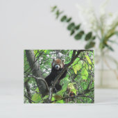 Red Panda Briefkaart (Staand voorkant)