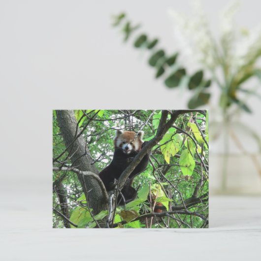 Red Panda Briefkaart (Staand voorkant)