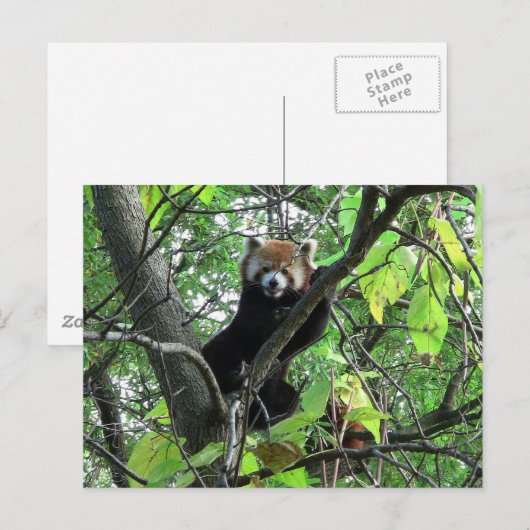 Red Panda Briefkaart (Voorkant / Achterkant)