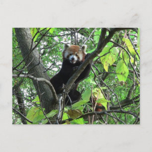 Red Panda Briefkaart