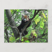 Red Panda Briefkaart (Voorkant)