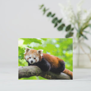 Red Panda Briefkaart