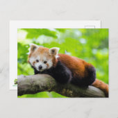 Red Panda Briefkaart (Voorkant / Achterkant)