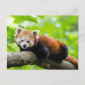Red Panda Briefkaart (Voorkant)